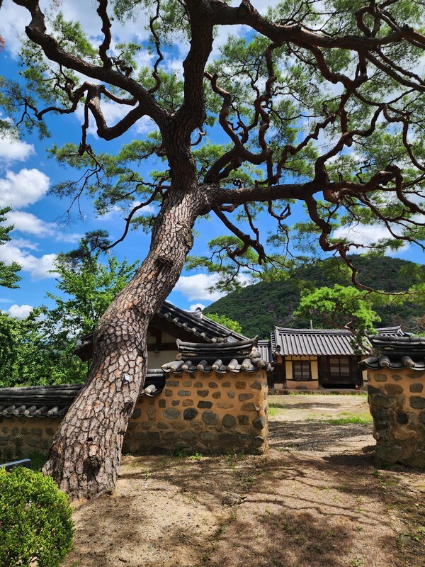 분옥정 경내에 있는 수령 400여 년의 소나무.