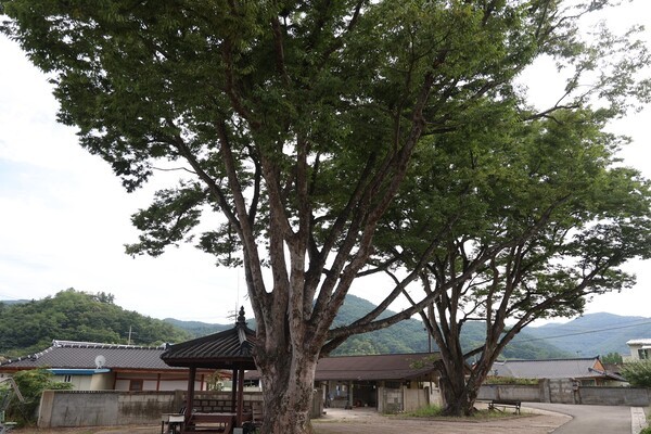 대전2리 마을 쉼터에 자리한 아름드리 고목들이 넉넉한 그늘을 드리우고 있다.